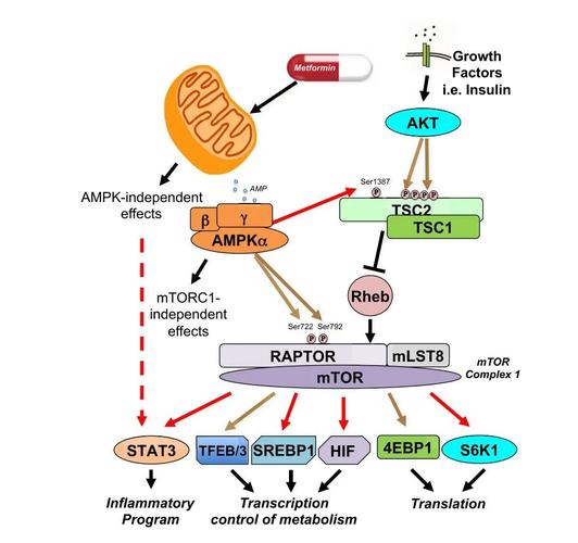 二甲双胍通过ampk,mtorc1信号通路调节raptor和tsc2的原理图与此同时