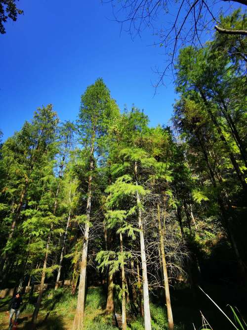 大山冲森林公园之行