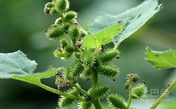 苍耳价格苍耳的形态特征及简介