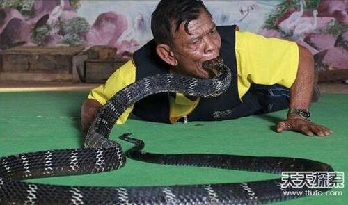 泰国蛇王 活吞剧毒眼镜王蛇