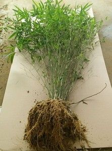 四季长青米竹苗盆栽凤尾竹竹子阳台室内花园观赏竹子凤尾竹小型竹已售