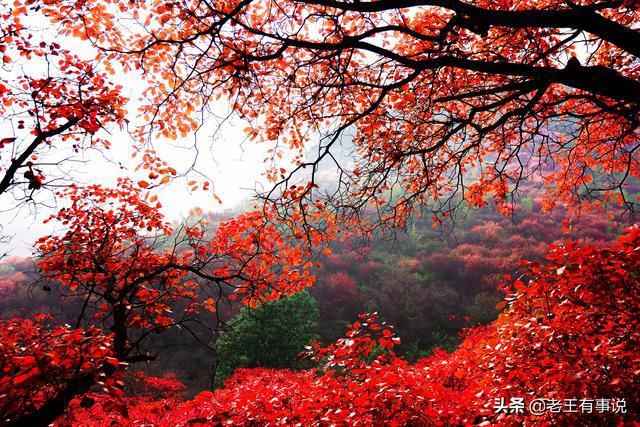 祖国江山一片红红装素裹分外妖娆