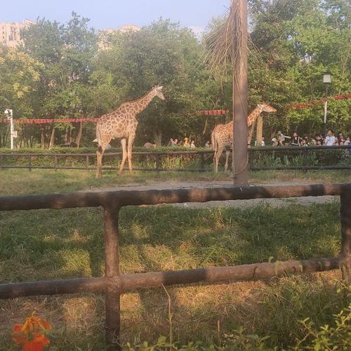 首页>南昌市>休闲娱乐>景点公园>景点>南昌动物园 评论(怎么样,怎样