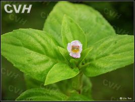 白花水八角