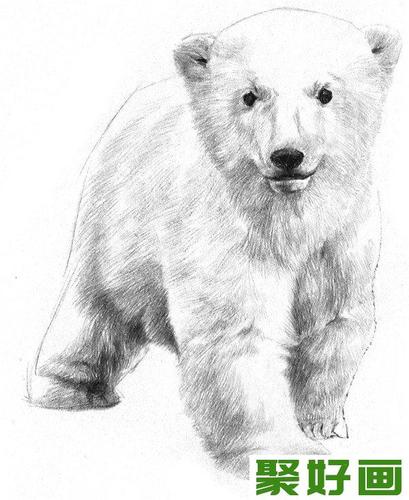 素描小北极熊的绘画教程
