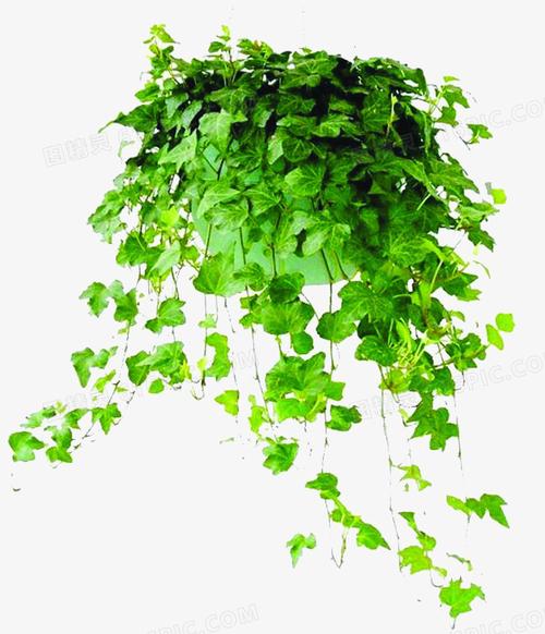 绿色常春藤