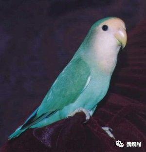 牡丹鹦鹉的品种及部分图片对照