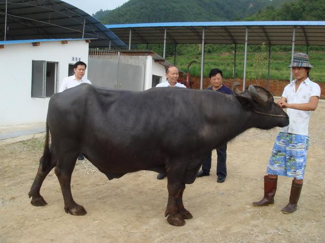 主题:良种牛马