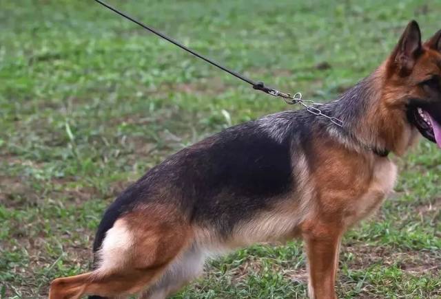 德牧好坏怎么看出来?