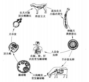 今日病例:以皮肤为主要表现的细粒棘球蚴病