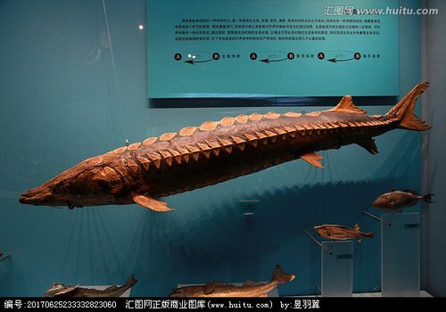 海洋鱼类标本