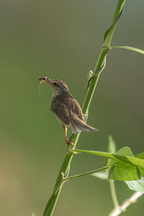 ▼陈新国/上海～鸟捕蟋蟀
