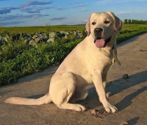 盘点4种适合家养的大型犬,你家的上榜了吗?