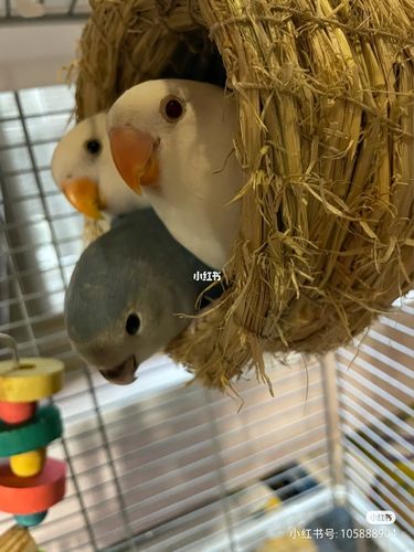 牡丹鹦鹉多大能分辨公母?_牡丹_鹦鹉_宠物_宠物其他