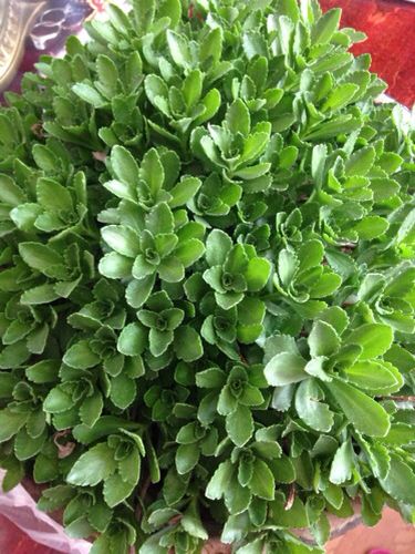 姥姥说这种植物是三七,蚊虫叮咬可以取其叶涂抹,请问这种植物是三七吗