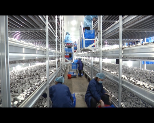 穆棱:车间"种"出了"科技菇"推动双孢菇产业升级