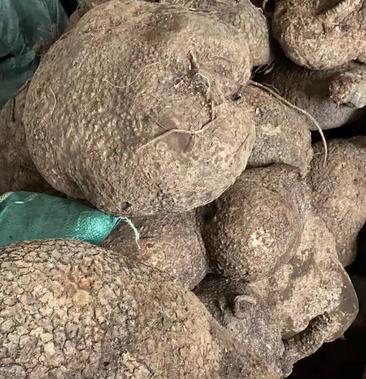 贵州蛇莲新鲜蛇莲跑江湖摆摊展销会热销爆利产品产地直发