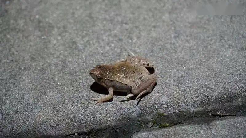 大莲湖内现有蛙类5种,泽陆蛙,金线侧褶蛙,中华蟾蜍,黑斑侧褶蛙,饰纹