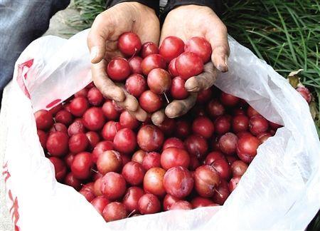 展开全部 紫叶李果实 紫叶李别名红叶李樱桃李