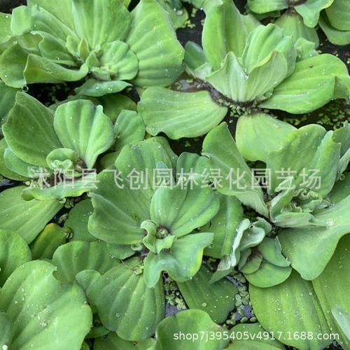 大薸 水白菜 水芙蓉 水莲花 大萍 多年生浮水草本植物 基地直销