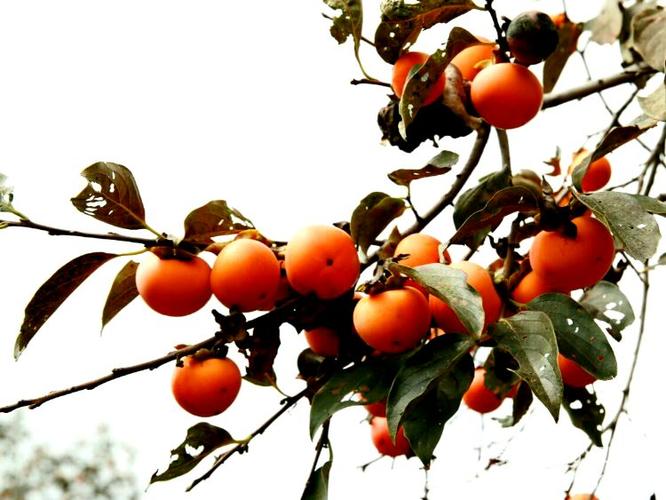 秋天,柿子树,柿子