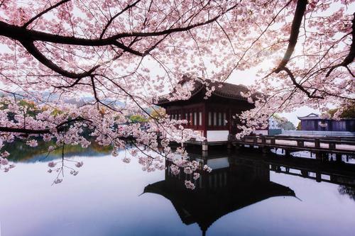 > 亲测杭州小众赏樱地,待到山花烂漫时,一起去看樱花吧