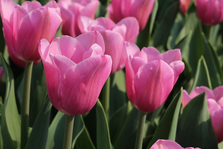 郁金香花