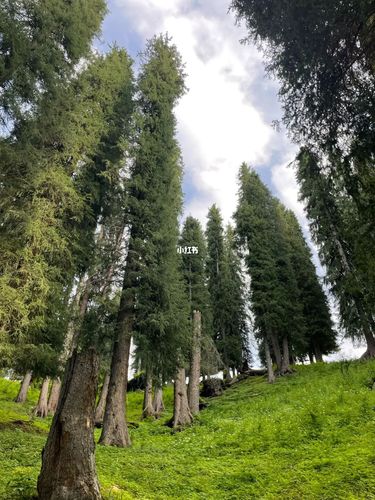 雪岭云杉,位于天山林区_景点_琼库什台村落攻略_高达