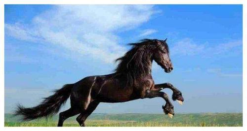 心理测试凭直觉选一匹奔跑的马测你最近有什么好事降临