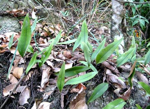 若你家老房子上有此植物是一种福气,人称"金汤匙"1斤30要珍惜