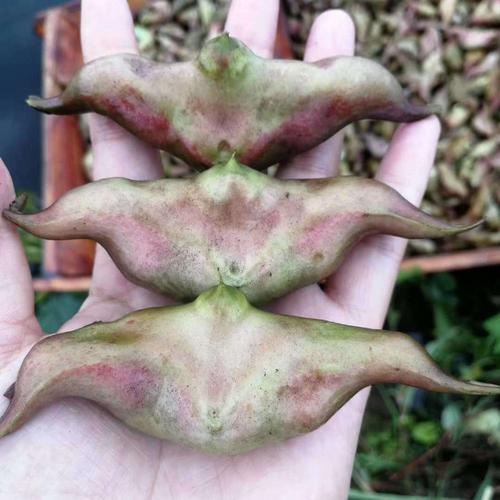 湖北洪湖新鲜嫩菱角生吃棱角现摘红菱角青菱角炒菜菱角米莲角菱果 嫩