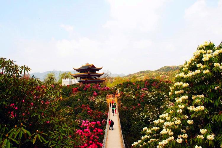 毕节旅游景点排名-百里杜鹃风景区