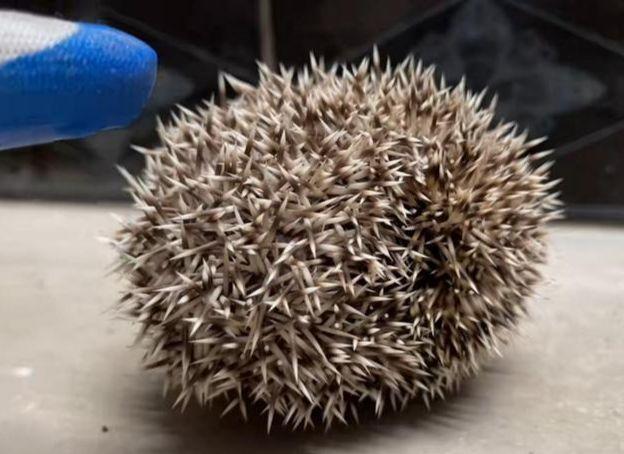 宠物刺猬缩起来像什么?板栗?海胆精?仙人球?
