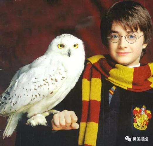 哈利的猫头鹰竟然是个蠢出天际大萌货!再也不指望它送信了!