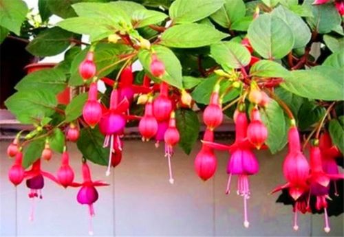 倒挂金钟夏必死?改变6个细节,安全度夏,一年花开8个月