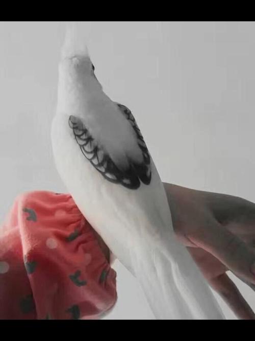 玄凤派特鹦鹉:白脸百趴 真龙 高中低趴