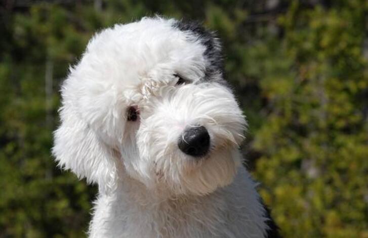 古代牧羊犬好养吗,古牧饲养注意事项