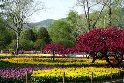 2020年的春天,在疫情下北京植物园的郁金香照往年一样