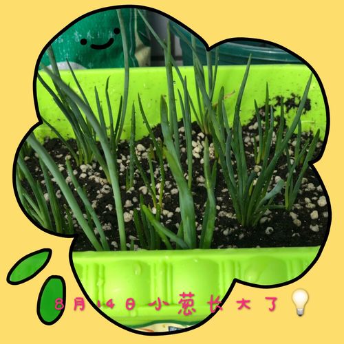 小葱成长记