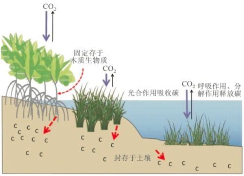 银泰集团创始人沈国军:关注碳中和,为什么要提"蓝色碳汇"