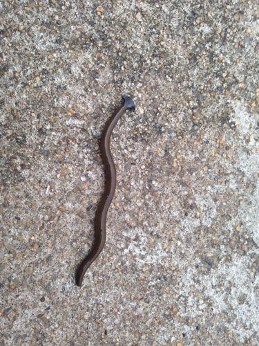 这是什么虫子,像蚯蚓,头又不像,又不像蚯蚓,蚯蚓是有红血的,这没有!