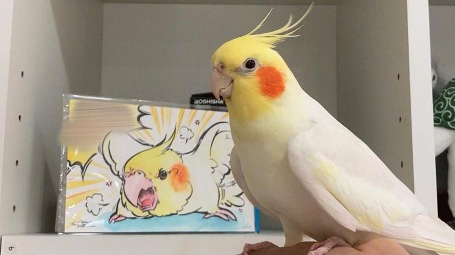 玄凤鹦鹉好可爱