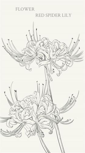 彼岸花 壁纸 手绘 线稿