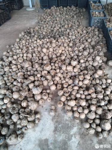 花魔芋实体基地磨芋现挖贵州鼎盛宏达农业有限公司