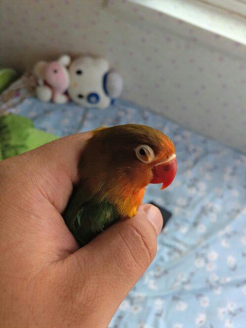 牡丹鹦鹉,大神看看他的眼睛怎么了