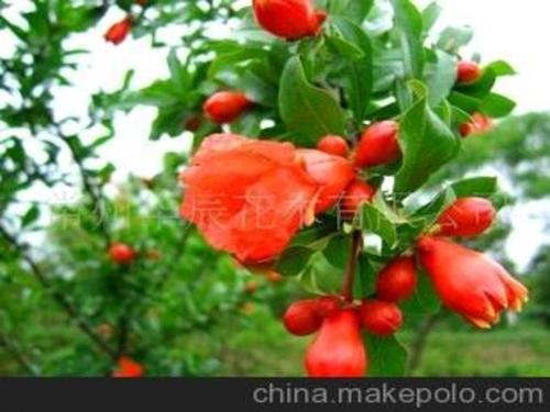 花石榴,果实榴,各种草坪