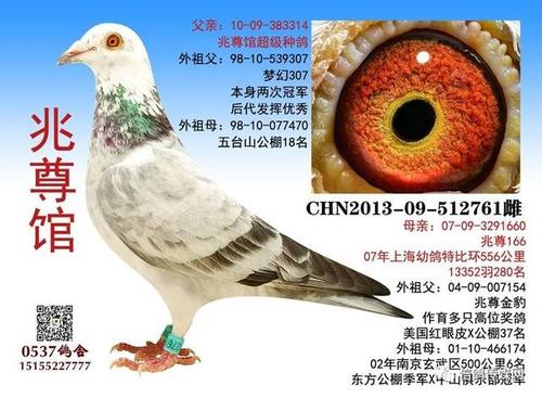 中国兆尊馆"苍白骑士"—安徽0537鸽舍