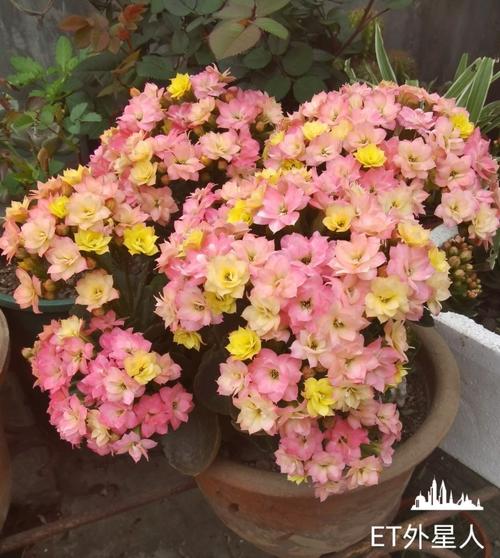 长寿花新品"外星人"—一树多色花,花期超三季,封闭阳台也能养