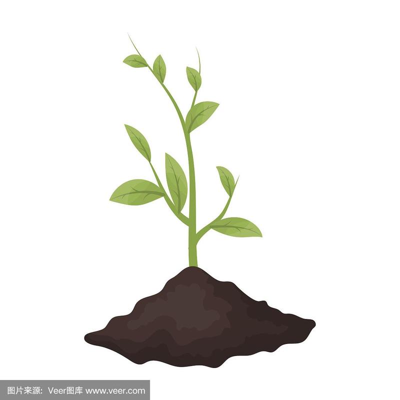 秧苗,绘画插图,生物学,卡通,环境