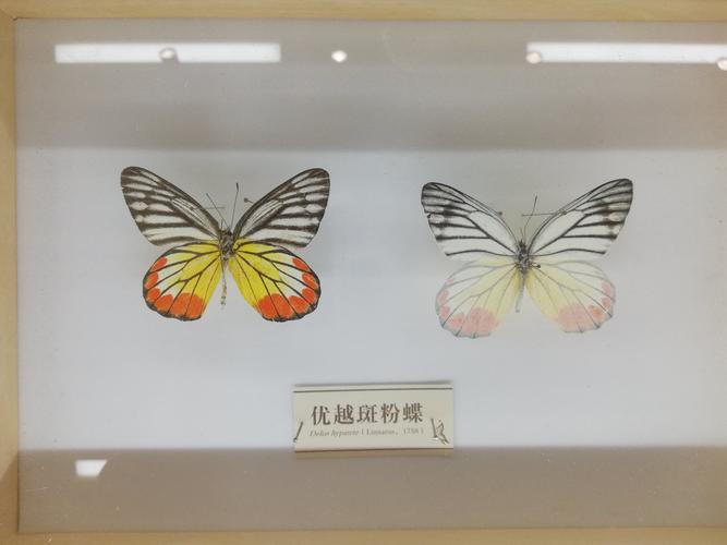 优越斑粉蝶.